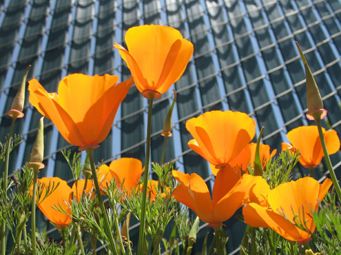 poppies